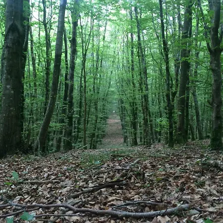 Walnut House Casa de Férias Viré