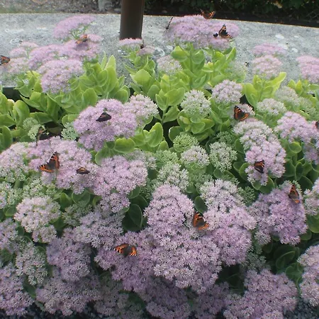 Casa de Férias Walnut House