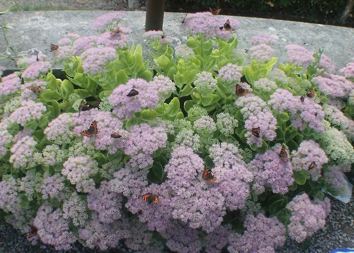 Vakantiehuis Walnut House